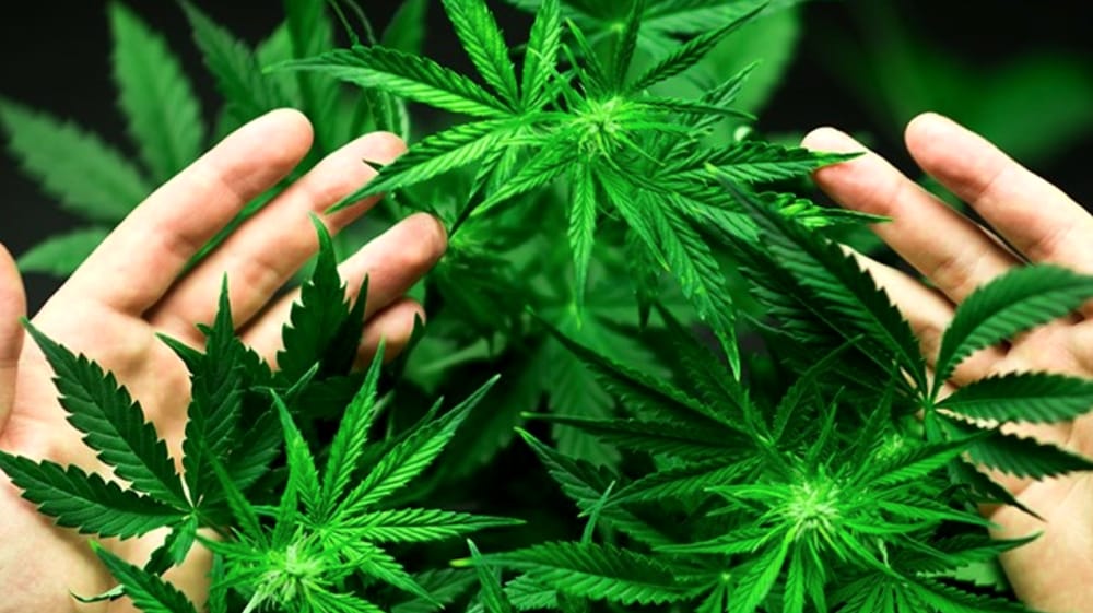 Che fine ha fatto la legalizzazione della Cannabis?